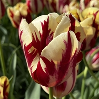 Tulipan Grand Perfection 8 løg